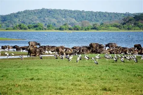 Minneriya