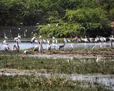 Bundala