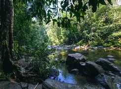 Sinharaja Forest