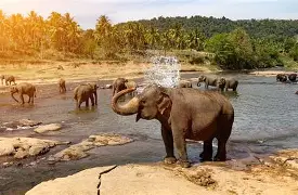 Pinnawala